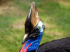 Southern Cassowary