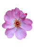 Pink rose