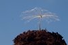 Dandelion in soil with blue sk