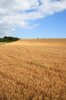 Barley field