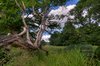Wilderness - HDR