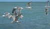 Seagulls