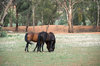mammal