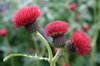 Thistle flowers