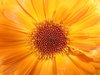 Orange flower