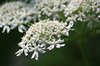 Umbellifer flowers