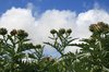 Artichokes