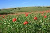 Poppy field
