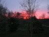 flowers,sunset