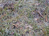Frozen grass