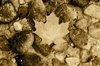 Vintage Maple Leaf 1