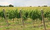 English vineyard