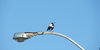 bright bird
