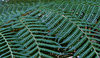 fern foliage
