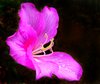 Pink Bauhinia