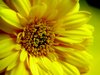 Yellow Gerbera Daisy