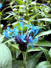 Cornflowers