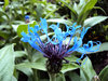 Cornflowers