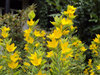 Summer flowers