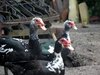 Ducks