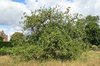 English apple tree