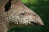 Tapir head
