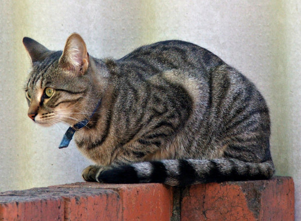 grey and black tabby cat