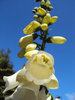 White foxglove