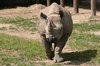 Black rhinoceros