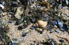 Sealife on the beach