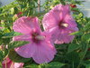 Pink Hibiscus