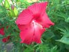 Red Hibiscus