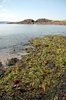 Seaweed in the beach 1
