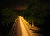 Trees and car trails