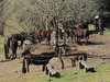 horses
