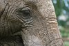 Elephant's eye