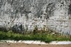 Chalk cliff face