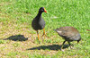 moorhen