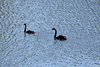 Way Down Upon the Swanee River