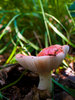 Mushroom