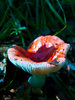 Mushroom