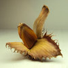 Seed shapes