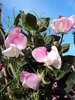 Shades of pink