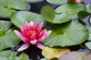 Water lily