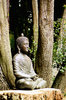 Meditation in the woods