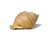 sea shell