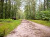 rainy summer forest