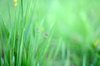 Grass