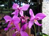 Orchid