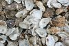 Oyster shells